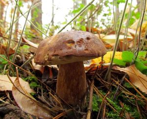 Klikni pro velký obrázek