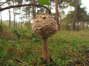 Klikni pro velký obrázek