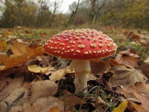 Klikni pro velký obrázek