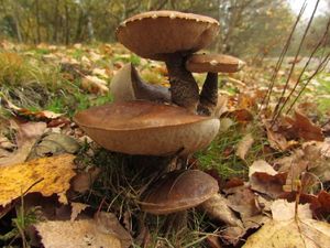 Klikni pro velký obrázek