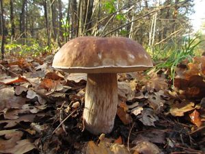 Klikni pro velký obrázek