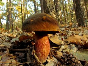 Klikni pro velký obrázek