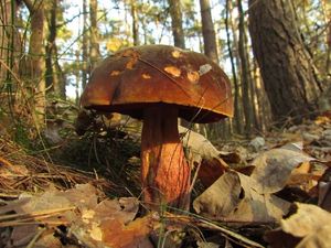 Klikni pro velký obrázek