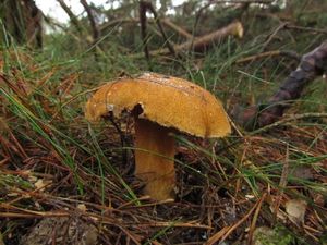 Klikni pro velký obrázek