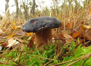 Klikni pro velký obrázek