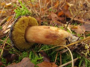 Klikni pro velký obrázek