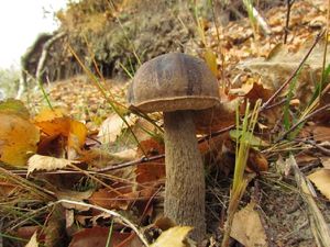 Klikni pro velký obrázek