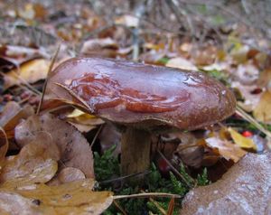 Klikni pro velký obrázek