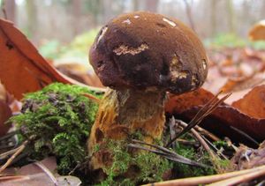 Klikni pro velký obrázek