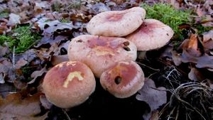 Klikni pro velký obrázek