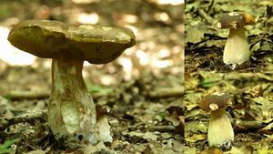 Klikni pro velký obrázek