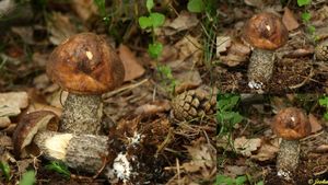 Klikni pro velký obrázek