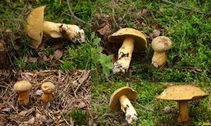 Klikni pro velký obrázek