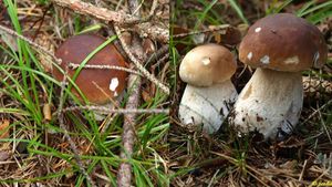 Klikni pro velký obrázek