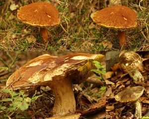 Klikni pro velký obrázek