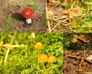 Klikni pro velký obrázek