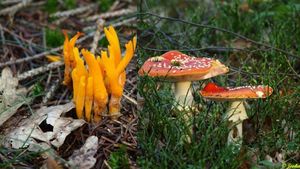 Klikni pro velký obrázek