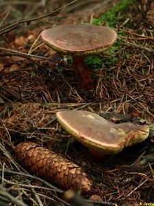 Klikni pro velký obrázek