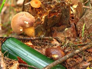 Klikni pro velký obrázek