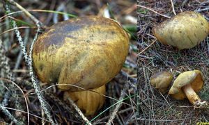 Klikni pro velký obrázek