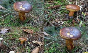 Klikni pro velký obrázek