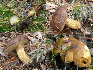 Klikni pro velký obrázek