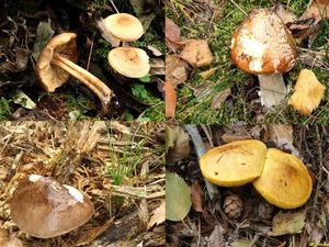 Klikni pro velký obrázek