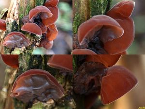 Klikni pro velký obrázek