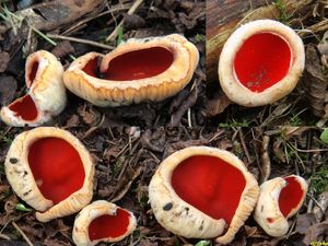 Klikni pro velký obrázek