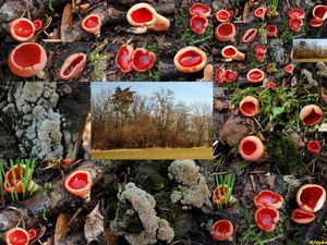 Klikni pro velký obrázek