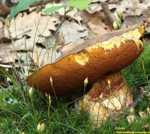 Klikni pro velký obrázek