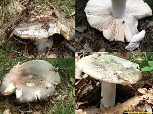 Klikni pro velký obrázek