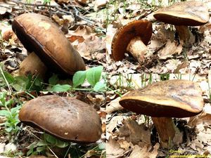 Klikni pro velký obrázek