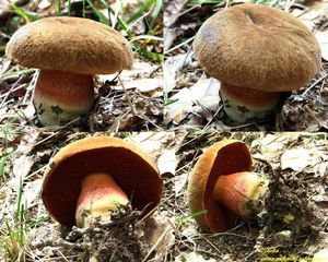 Klikni pro velký obrázek