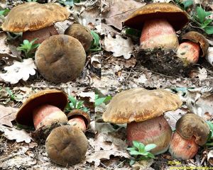 Klikni pro velký obrázek