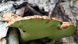 Klikni pro velký obrázek