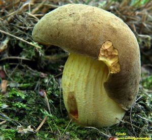 Klikni pro velký obrázek