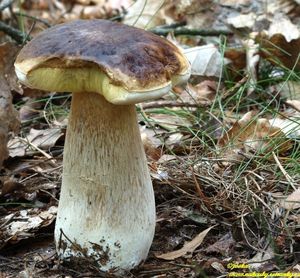 Klikni pro velký obrázek