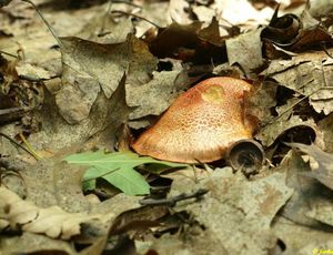 Pavučinec červenošupinný - Cortinarius (Leprocybe) bolaris (Pers.) Fr.