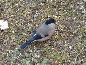 Klikni pro velký obrázek