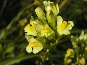 Lnice květel (Linaria vulgaris)