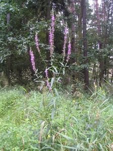 Kyprej  vrbice (Lythrum salicaria)