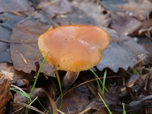 Klikni pro velký obrázek