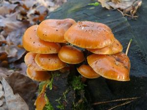 Klikni pro velký obrázek