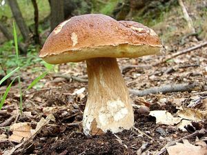 Hřib smrkový - Boletus edulis Bull. 1782