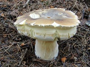 Hřib smrkový - Boletus edulis Bull. 1782