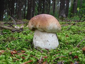 Hřib smrkový - Boletus edulis Bull. 1782