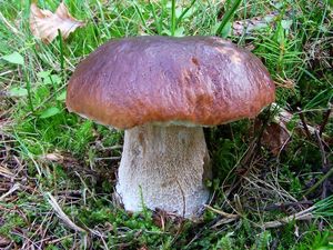 Hřib smrkový - Boletus edulis Bull. 1782