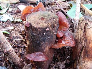 Klikni pro velký obrázek