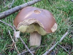 Klikni pro velký obrázek